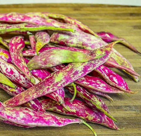 Organic Heirloom Red Cargamanto Bean Seeds, additional product view 2