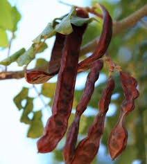 Load image into Gallery viewer, Rare Organic Carob Tree Seeds (Locust Bean Tree/ St. John's Bread Tree)
