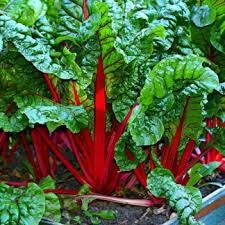 Organic Heirloom Ruby Red Swiss Chard seeds package, GrowTime Garden Supply