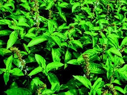 Organic Heirloom Spicy Globe Basil seeds package, GrowTime Garden Supply