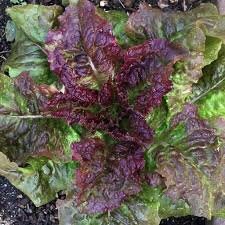 Organic Heirloom Prizehead Lettuce seeds package, GrowTime Garden Supply