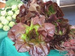 Load image into Gallery viewer, Organic Heirloom Prizehead Lettuce Seeds
