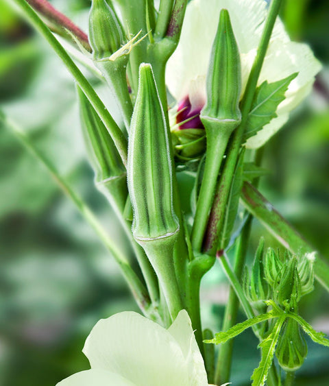 Heirloom Organic Clemson Spineless Okra Seeds, additional product view 2