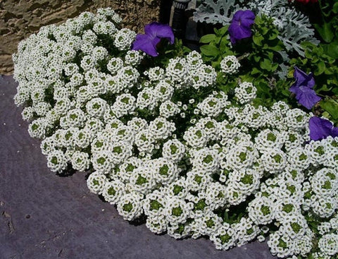 Heirloom Organic Allysum Carpet of Flowers Seeds (Butterfly Attracting Scented Ground Cover), additional product view 2