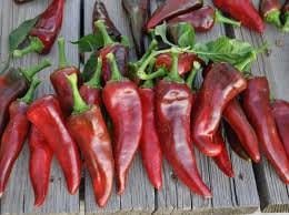 Organic Pueblo Hot Pepper seeds package, GrowTime Garden Supply