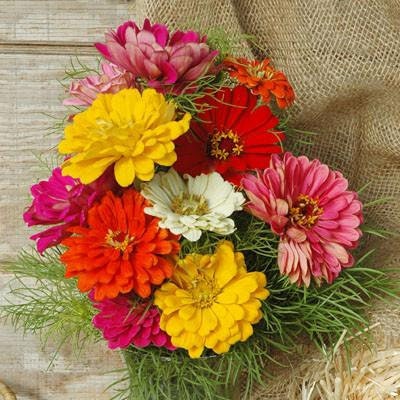 Load image into Gallery viewer, Organic Heirloom State Fair Zinnia Flower Seed Mix
