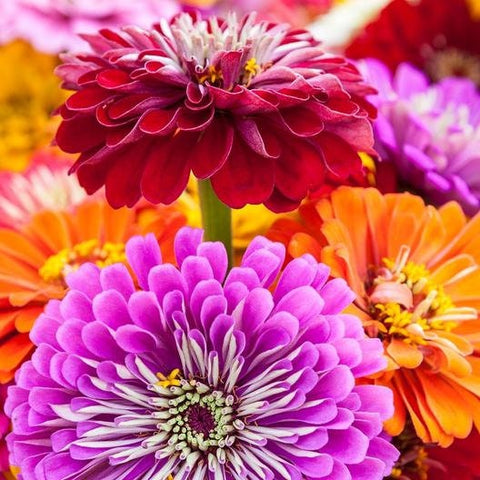 Organic Heirloom State Fair Zinnia flower seed mix package, GrowTime Garden Supply