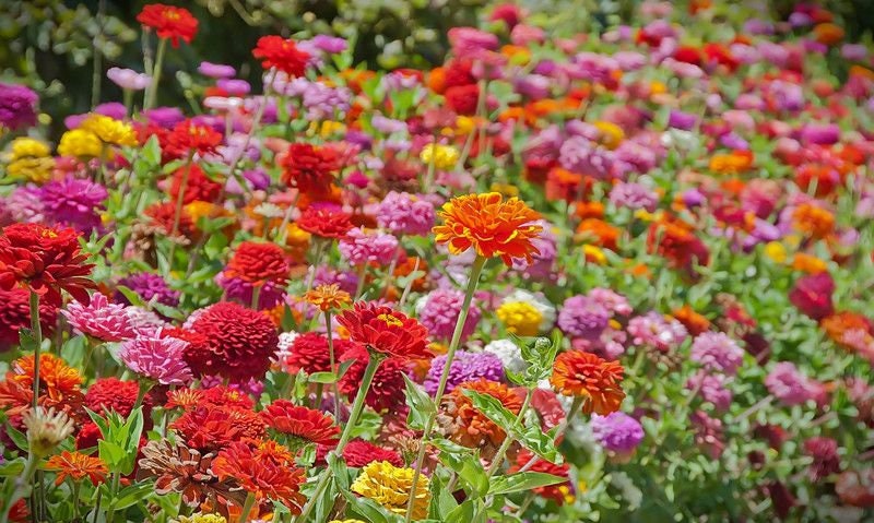 Load image into Gallery viewer, Organic Heirloom State Fair Zinnia Flower Seed Mix
