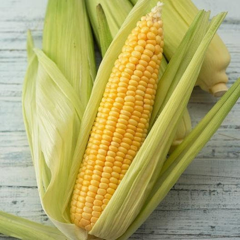 Organic Heirloom Early Golden Bantam Sweet Corn Seeds, additional product view 2