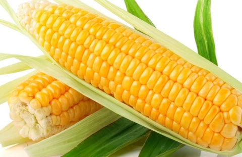 Heirloom Organic Golden Cross Bantam Sweet Corn seeds package, GrowTime Garden Supply