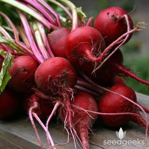 Organic Heirloom Tall Top Early Wonder Beet seeds package, GrowTime Garden Supply