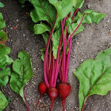 Load image into Gallery viewer, Organic Heirloom Tall Top Early Wonder Beet Seeds
