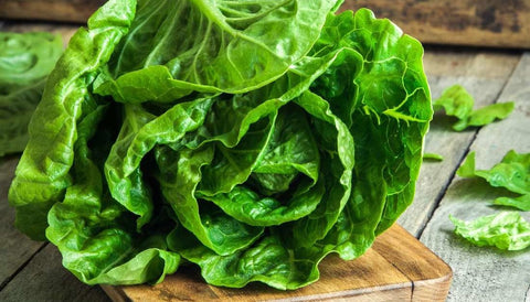 Organic Heirloom Little Caesar Lettuce Seeds, additional product view 2
