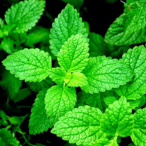 Organic Peppermint seeds package, GrowTime Garden Supply
