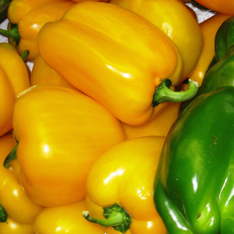 Load image into Gallery viewer, Organic Heirloom Calwonder Bell Pepper Seeds
