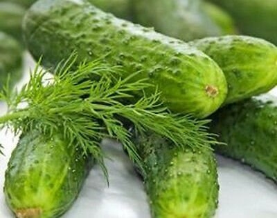 Organic Heirloom Poinsett 76 Cucumber Seeds, additional product view 2