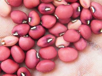 Super Rare Endangered Torkuviahe Bean seeds package, GrowTime Garden Supply