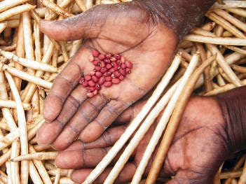 Load image into Gallery viewer, SUPER RARE ENDANGERED Torkuviahe Bean Seeds **Endangered plant species**
