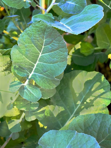 Endangered Heirloom Organic Ligote Ethiopian Kale seeds package, GrowTime Garden Supply