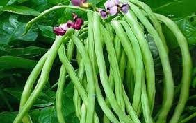 Rare Endangered Cynthia Cowpea Bean seeds package, GrowTime Garden Supply