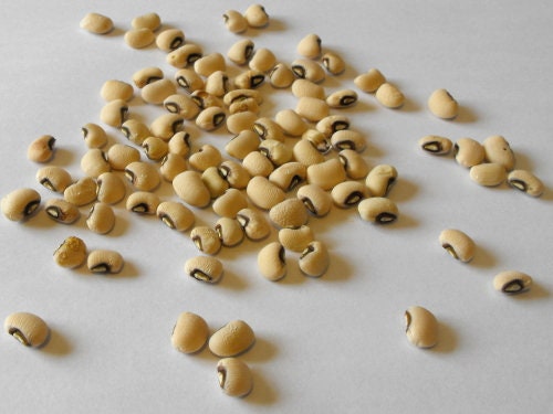 Load image into Gallery viewer, RARE ENDANGERED Cynthia Bean (COWPEA) Seeds Extremely Rare Endangered Plant Species
