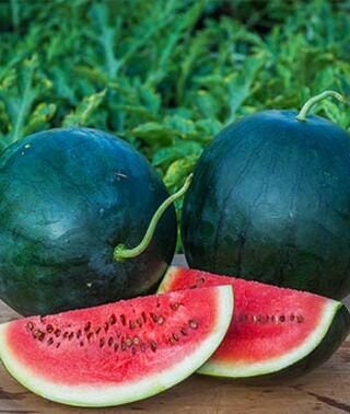 Organic Heirloom Blacktail Mountain Watermelon seeds package, GrowTime Garden Supply