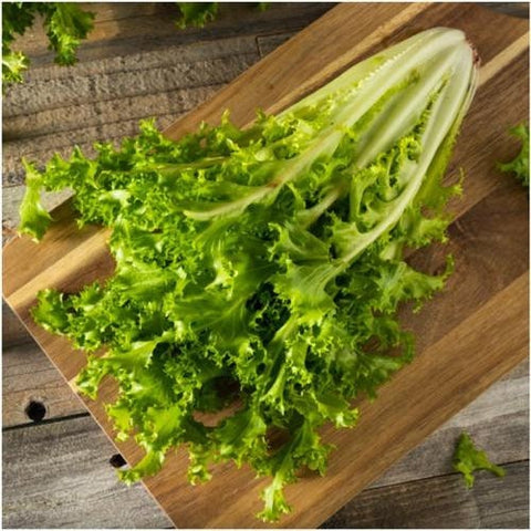 Heirloom Organic Salad King Endive seeds package, GrowTime Garden Supply