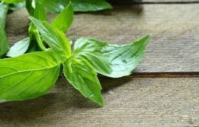 Heirloom Organic Lemon Basil Seeds, additional product view 2