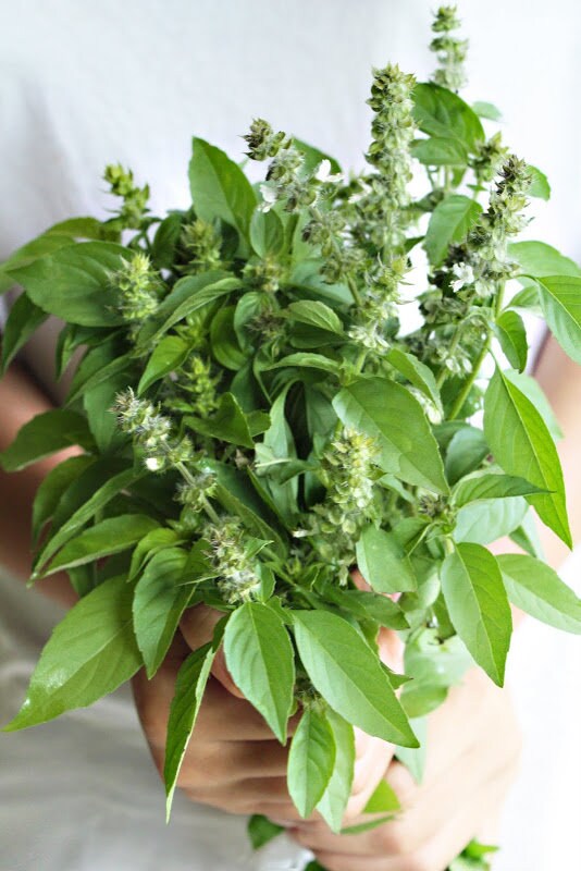 Load image into Gallery viewer, Heirloom Organic Lemon Basil Seeds
