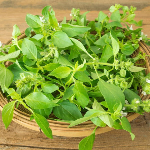 Heirloom Organic Lemon Basil seeds package, GrowTime Garden Supply