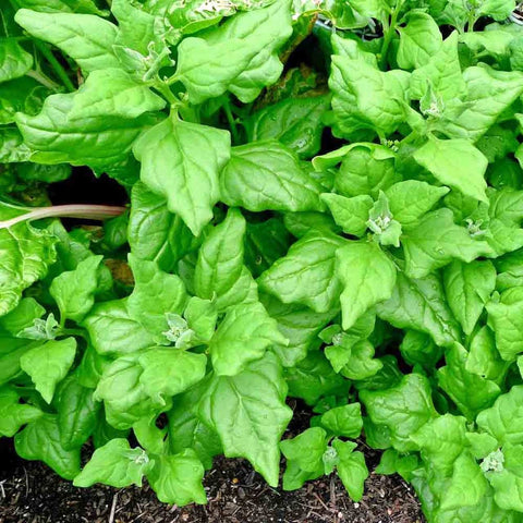 Heirloom Organic New Zealand Spinach Seeds, additional product view 2