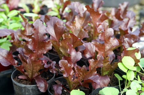 Heirloom Organic 8 Lettuce Salad Bowl seeds package, GrowTime Garden Supply