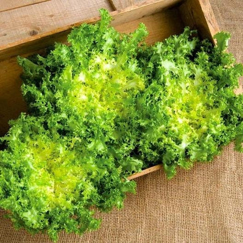Heirloom Organic Green Curled Ruffec Endive seeds package, GrowTime Garden Supply