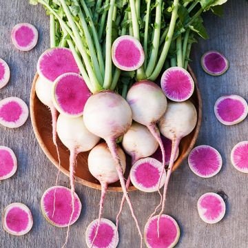 Asian Heirloom Organic Watermelon Radish seeds package, GrowTime Garden Supply