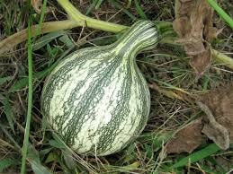 Heirloom Organic Green Striped Cushaw Pumpkin Seeds, additional product view 2