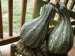 Load image into Gallery viewer, Heirloom Organic Green Striped Cushaw Pumpkin Seeds
