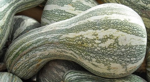 Load image into Gallery viewer, Heirloom Organic Green Striped Cushaw Pumpkin Seeds
