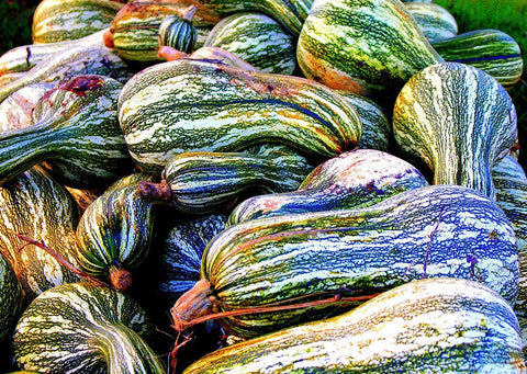 Heirloom Organic Green Striped Cushaw Pumpkin seeds package, GrowTime Garden Supply