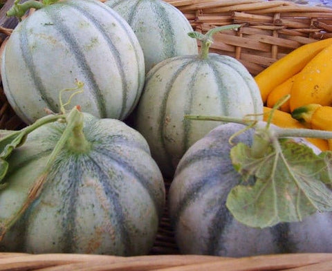 RARE HEIRLOOM Organic Charentais Melon Seeds (Aka French Cantaloupe), additional product view 2