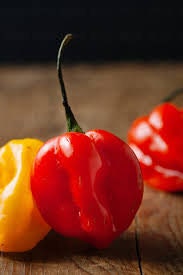 Load image into Gallery viewer, Heirloom Organic Red Scotch Bonnet Seeds (Aka Bonney Peppers, Caribbean Red Peppers)
