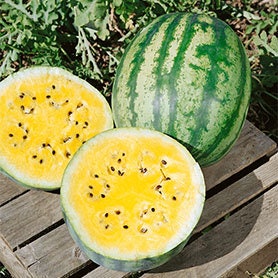 Rare Heirloom Organic Yellow Petite Watermelon seeds package, GrowTime Garden Supply