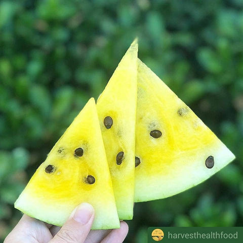 Heirloom Organic Mountain Sweet Yellow Watermelon Seeds, additional product view 2