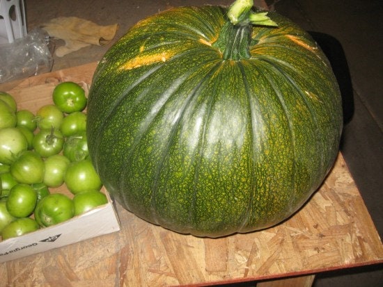Load image into Gallery viewer, VERY RARE Heirloom Organic Giant Show Winner Pumpkin Seeds
