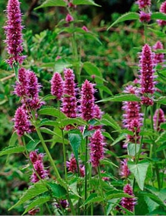 Load image into Gallery viewer, Heirloom Organic Korean Mint Seeds (Butterfly and Bee Attracting)
