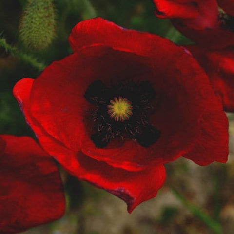 Heirloom Red Corn Poppy seeds package, GrowTime Garden Supply