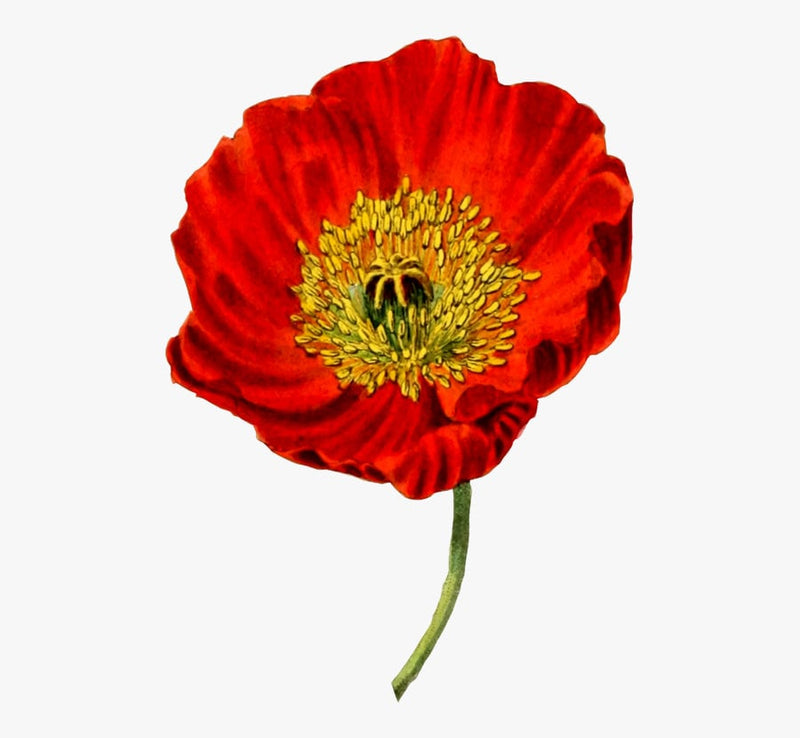Load image into Gallery viewer, Heirloom Red Corn Seeds (aka RemembraPoppy nce Poppy, Flander's poppy, Field Poppy)
