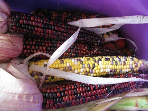 Organic Heirloom River Spirit Rainbow Corn seeds package, GrowTime Garden Supply
