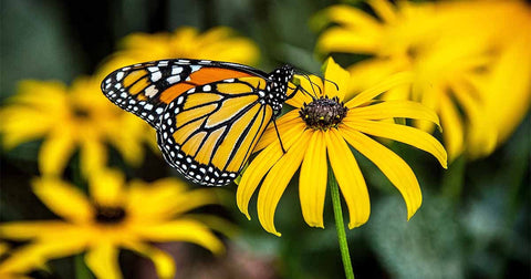 Heirloom Organic Black-Eyed Susan flower seeds package, GrowTime Garden Supply
