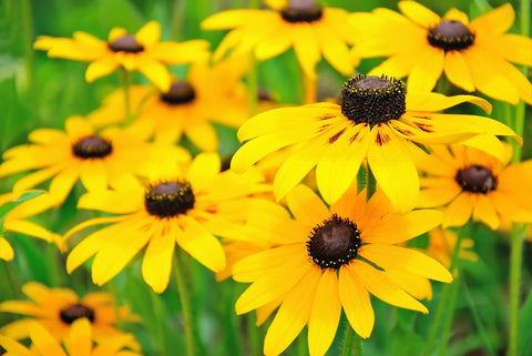 Heirloom Organic Black-eyed Susans Flower Seeds, additional product view 2