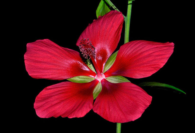 Load image into Gallery viewer, Heirloom Organic Texas Star Hibiscus Seeds (Aka Scarlet Rose Mallow, Swamp Hibiscus, Brilliant Hibiscus, Scarlet Hibiscus)
